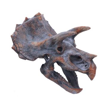 Side on view of the Triceratops Replica Skull facing right.