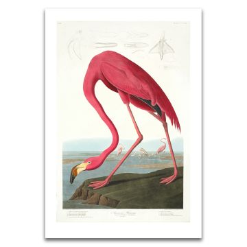 American Flamingo Audubon Unframed Print