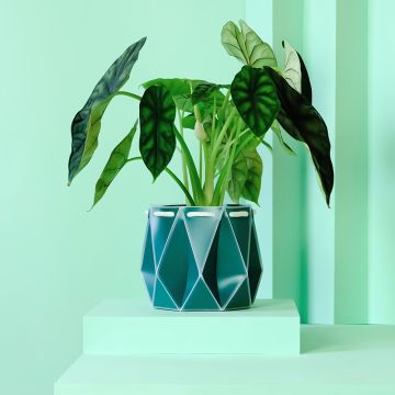 The Teal Origami Plant Pot styled with a plant inside it, displayed on a light teal plinth with a light teal background. The plant has large, elephant-ear shaped leaves.