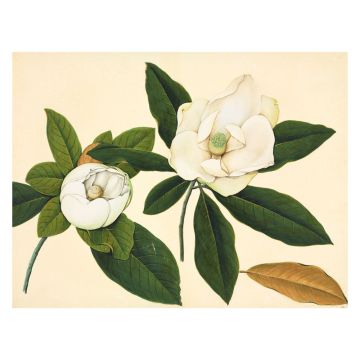 Magnolia Wall Print