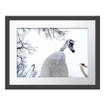 A Swan’s Perspective Wall Print