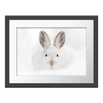 Snowshoe Hare Stare Wall Print