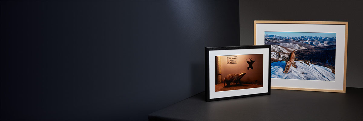 Two framed photos displayed on a dark surface against a dark blue background. One is a badger looking at a graffiti drawing of a badger, the other is a lynx in the snow.
